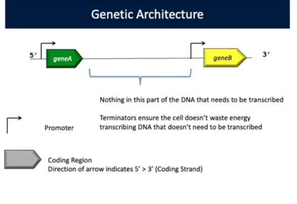 <p><span style="background-color: transparent;"><strong>Middle; DNA template for producing RNA transcript</strong></span></p><p><span style="background-color: transparent;"><strong>Coding Regions: Coding Strand: 5’ - 3’</strong></span></p><p><span style="background-color: transparent;"><strong>Non-Coding Strand: 3’ - 5’</strong></span></p><p><span style="background-color: transparent;"><strong>Nothing between geneA and geneB is transcribed</strong></span></p>