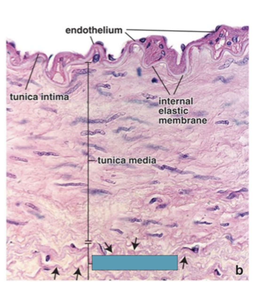 <p>Identify the layer of the vessel</p>