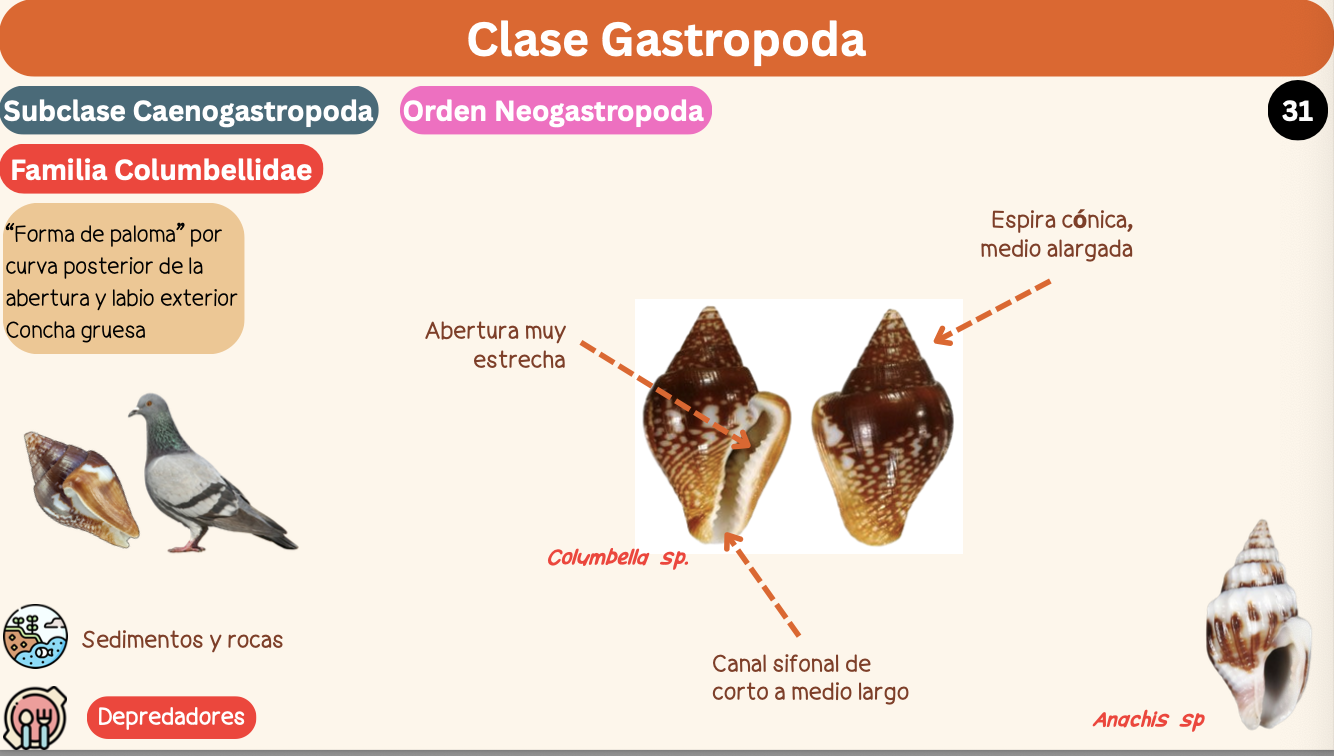 <p><strong>FILO </strong>Mollusca<strong><br>CLASE </strong>Gastropoda<br><strong>SUBCLASE </strong>Caenogastropoda<br><strong>ORDEN </strong>Neogastropoda<br><strong>FAMILIA </strong>Columbellidae<br><strong>GÉNERO </strong><em><u>Columbella sp</u></em><strong><br>CARACTERÍSTICAS </strong><br><strong>RÁDULA </strong>Raquiglosa<strong><br>ALIMENTACIÓN </strong>Depredadores<strong><br>HÁBITAT </strong>Sedimentos y rocas</p>