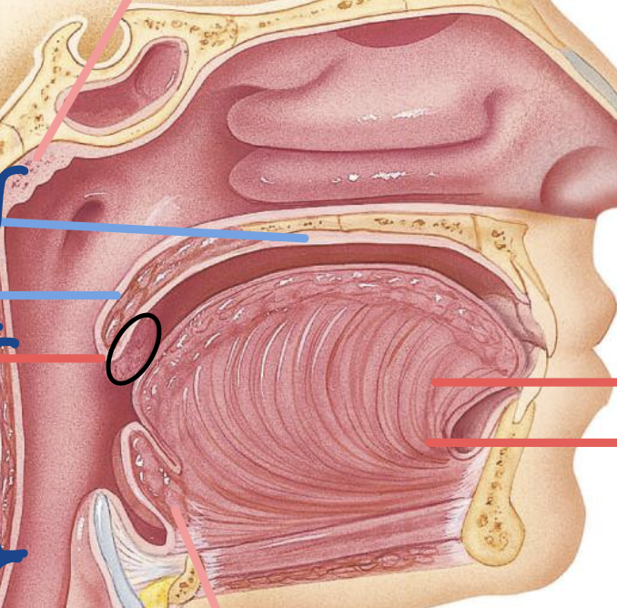 <p>secretes saliva to keep your throat moist + lubricated </p>