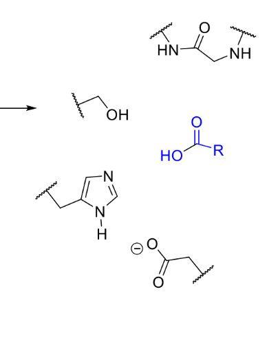 <p>enzyme in original state, product leaves</p>