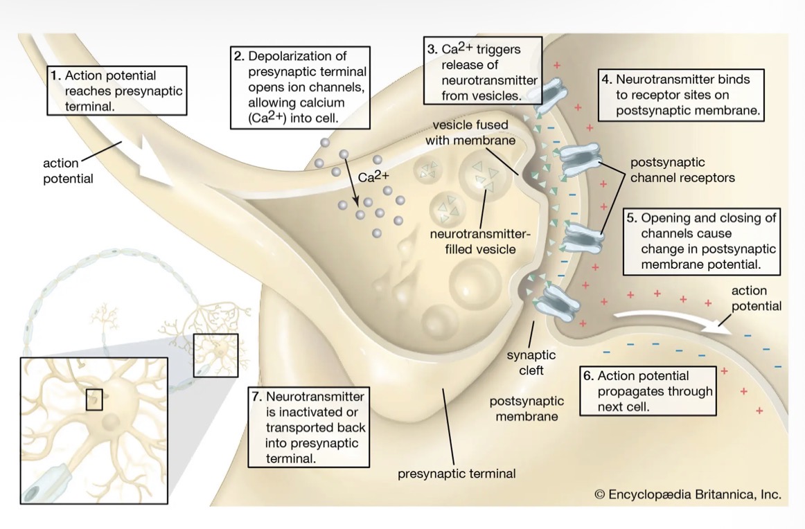 <ul><li><p>What occurs next depends on the type of neurotransmitter. For example, if the neurotransmitter causes the Nat channels to open, the neuron membrane becomes depolarised, and the impulse is carried through that neuron. </p></li><li><p>Examples of neurotransmitters are acetylcholine, adrenaline, dopamine and histamine.</p></li><li><p>Once the impulse has been transmitted the neurotransmitter will either be broken down by enzymes or taken by a vesicles back into the axon terminals.</p></li></ul><p></p>