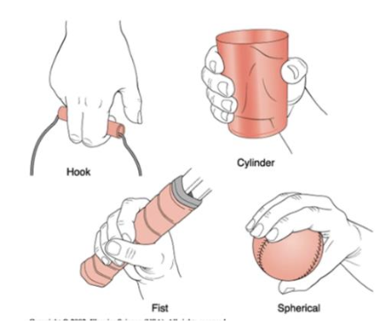<ul><li><p>Hook</p></li><li><p>Cylinder</p></li><li><p>Fist</p></li><li><p>Spherical</p></li></ul><p></p>