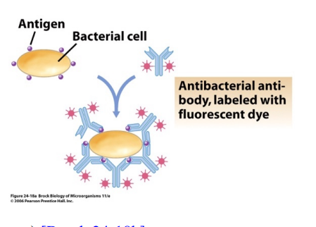 <p>Immunological Methods of Detection</p><p>Useful in identifying cells</p><p>This method tests for antigen in patient</p><ul><li><p>antibodies are conjugated to fluorophore </p></li><li><p>conjugated antibodies are allowed to bind to cell suspension from patient </p></li><li><p>will bind if antigen is on cell surface </p></li><li><p>can be examined by light microscopy</p></li></ul><p></p>