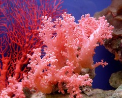 <p>ORSAK:</p><p>Ökad halt CO2 i atmosfär -> hav absorberar (kolsyrajämvikt, idag 25%) -> PH sänks -> surare</p><p>KONSEKVENSER:</p><p>- Minskad biodiversitet ex korralrev</p><p>- Minskad förmåga att absorbera koldioxid</p>