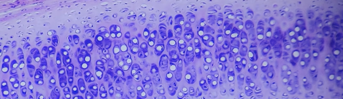 <p>what tissue is this? </p>