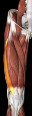 <p>origin: greater trochanter of the femur</p><p>insertion: tibial tuberosity via patella ligament</p><p>action: knee extension</p>