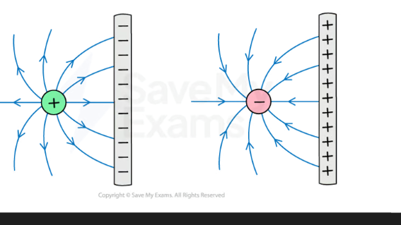 <p>they curve and become parallel when they touch the plate</p>
