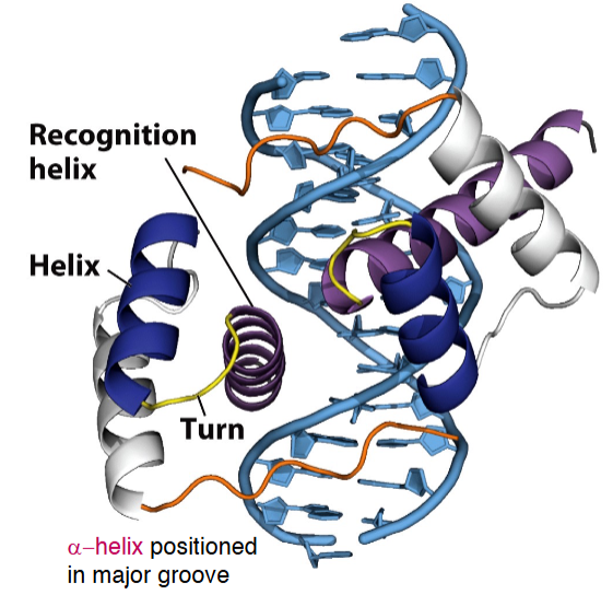 <p><span style="background-color: transparent;">The homeodomain is a widely conserved DNA binding motif of ~ 60 amino acids</span></p>