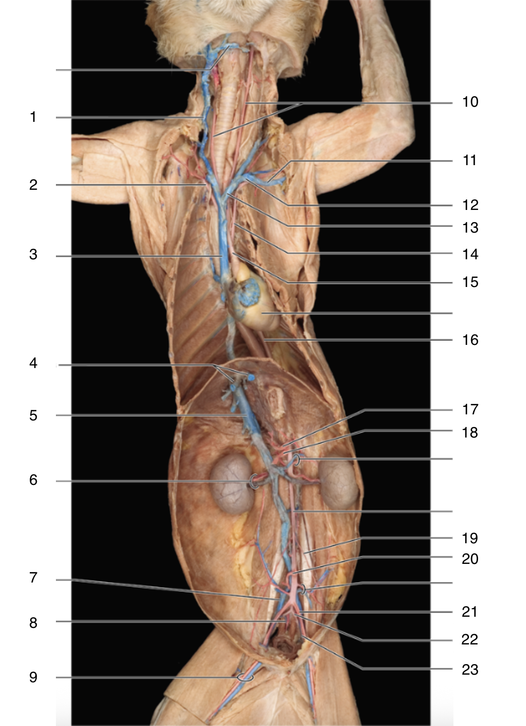 <p>18</p>