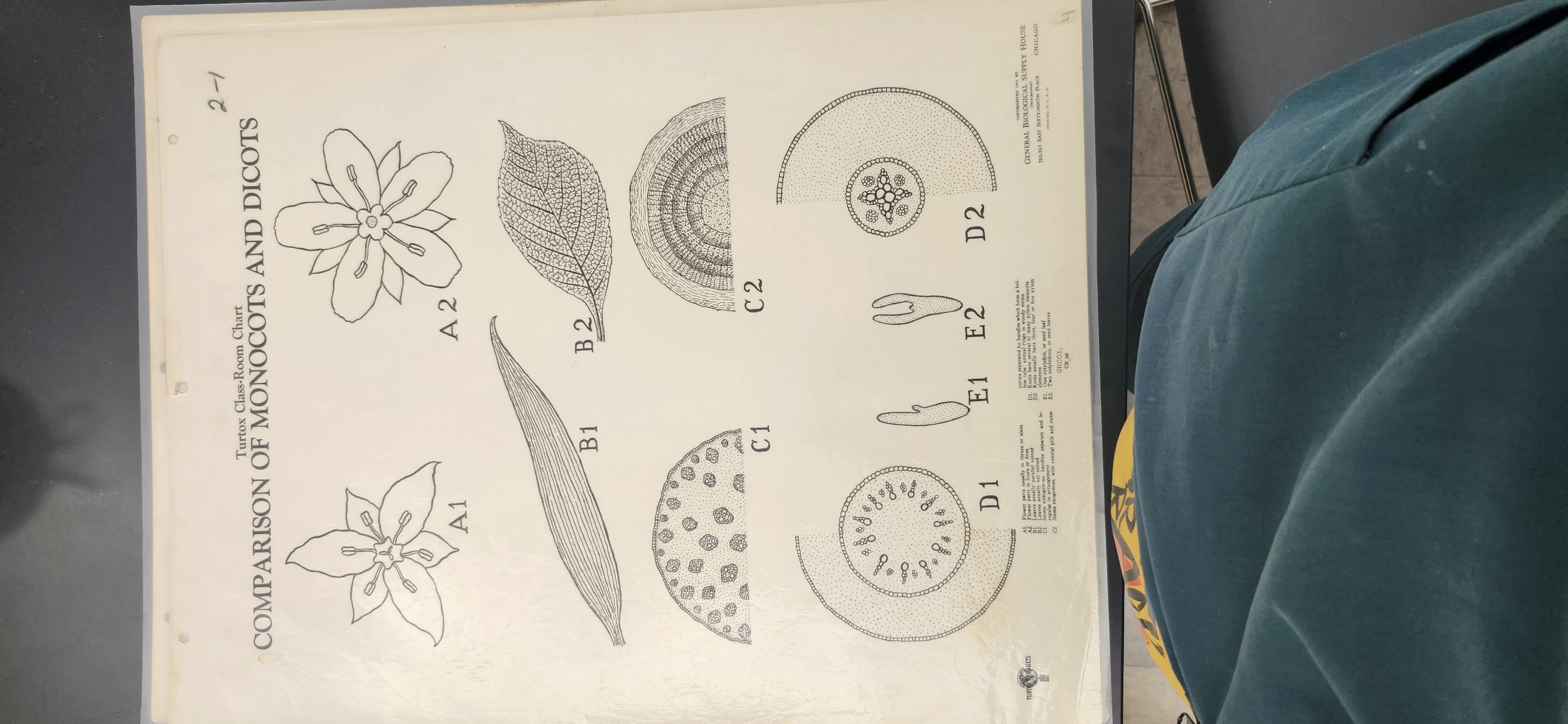 <p>Look Turtox chart – CR 68</p><p>Look at the Monocot and Dicot plants and compare their structures </p>