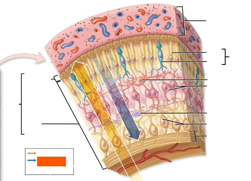 knowt flashcard image