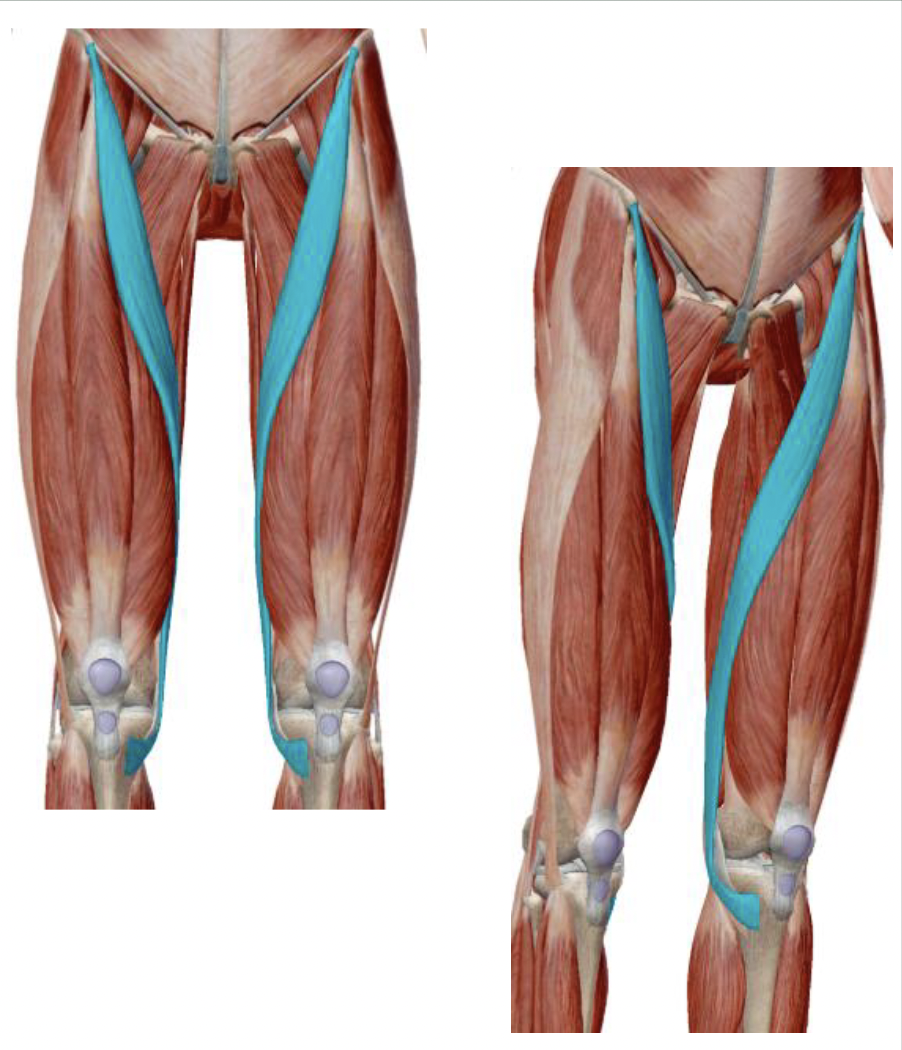 <p>What is the muscle name, its origin, its insertion, its action, and its innervation?</p>
