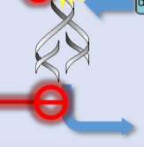 <p>Inhibits RNA polymerase, which is responsible for the transcription process of DNA to RNA.</p><p>inhibits bacterial protein synthesis at the very first step by targeting <strong>DNA-dependent RNA polymerase</strong>. It binds specifically to the beta subunit of this enzyme, preventing it from transcribing DNA into <strong>messenger RNA (mRNA)</strong>. Without mRNA, the "instructions" for building proteins never reach the cell's machinery, effectively starving the bacteria of the enzymes and structural components they need to survive. Because Rifampicin targets the bacterial version of RNA polymerase and not the human version, it is highly effective at stopping bacterial growth while leaving our transcription process alone.</p>