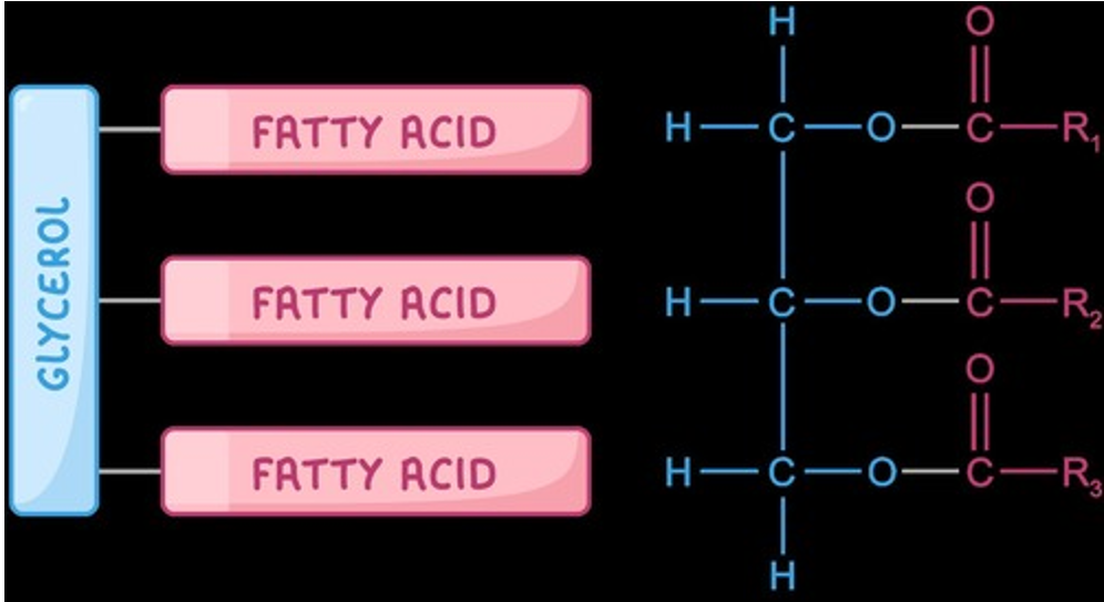 <p>Condensation reaction between 1 molecule of glycerol &amp; 3 fatty acid molecules, joined by ester bonds → results in 3 water molecules</p><ul><li><p>(they are non-polar)</p></li></ul><p></p>