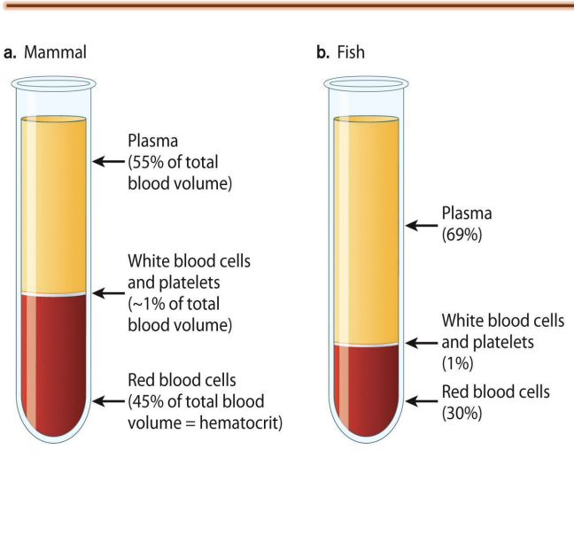 <ul><li><p>Blood with a lower hematocrit flows with less resistance but carries less oxygen.</p></li><li><p>It can hold only as much O2 or CO2 as can be dissolved in solution.  </p></li></ul><p></p>