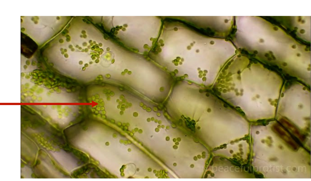 <p>What is this </p><p>what organelle is the arrow pointing to</p>