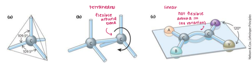 <p><strong>Geometry of Carbon Bonding </strong></p><ul><li><p>Classic 4 bonds = <span style="color: purple;"><strong>tetrahedral arrangement </strong></span></p></li><li><p>Carbon can form <strong>covalent bonds to form linear and branched chains</strong>, with free rotation around each single bond </p></li><li><p>Carbon can form H,S,P and form form single and double bonds with O and N <span style="color: blue;"><strong>(limited rotation about the axis of a _____) </strong></span></p></li></ul><p></p>