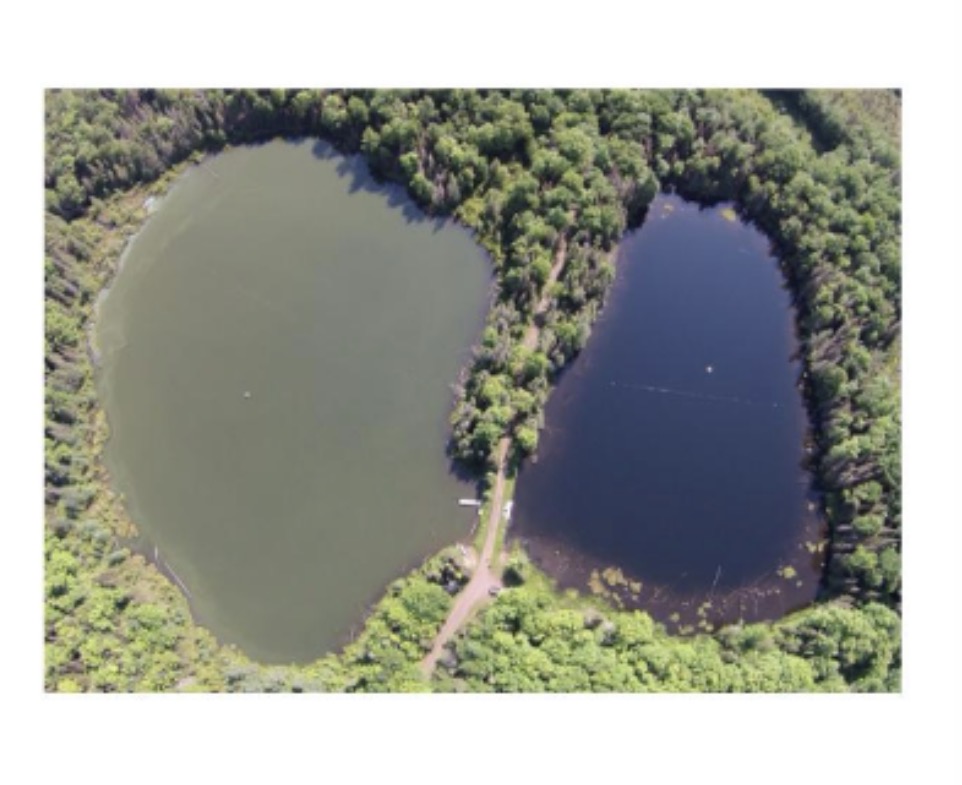 <p>Given the results of that study, what would be the most likely effect of eutrophication, leading to cloudy water within the east African lakes?</p><p>A. Fewer species of cichlid<br>B. More species of cichlid<br>C. No change in number of cichlid species</p><p></p>