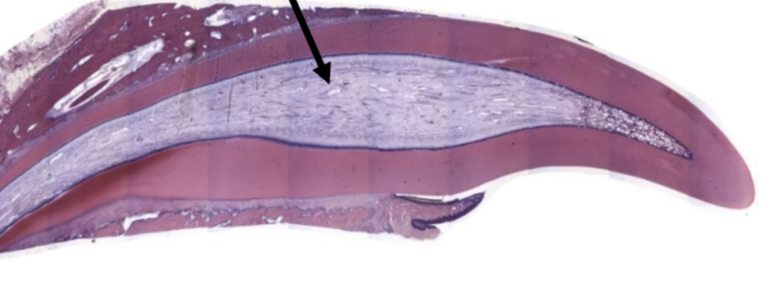 <p>Where is the black arrow pointing to?</p>