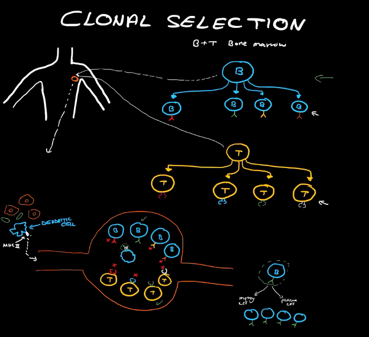 <ol><li><p>Each T-Cell and B-Cell coresponds to a single antigen</p></li><li><p>They migrate to the lymph node</p></li><li><p>A dendritic cell arives with a protein on its MH2 receptor, the associated B and T-Cell will be activated</p></li><li><p>These B and T cells will clone themselves, producing more B and T cells that can respond to infection</p></li></ol><p>“Clone themselves'“ hence clonal selection :P </p><p></p>