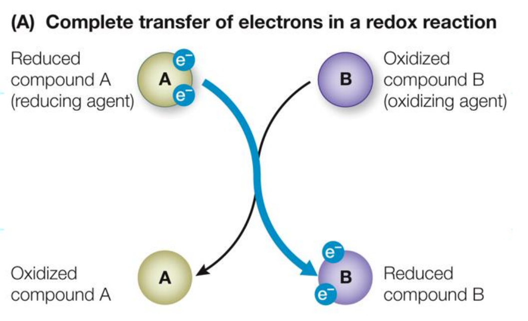 <ul><li><p>Capturing ELECTRONS is the key to <em>harnessing</em> energy</p></li><li><p> A substance that loses electrons is OXIDISED</p></li><li><p>A substance that accepts electrons is REDUCED</p></li><li><p>AN OIL RIG CAT</p></li></ul><p></p>
