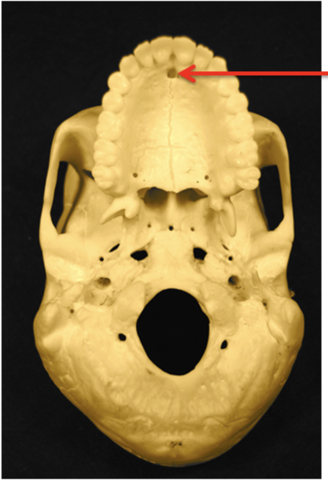 <p><span>Identify the arrowed structure. Be specific.</span></p>