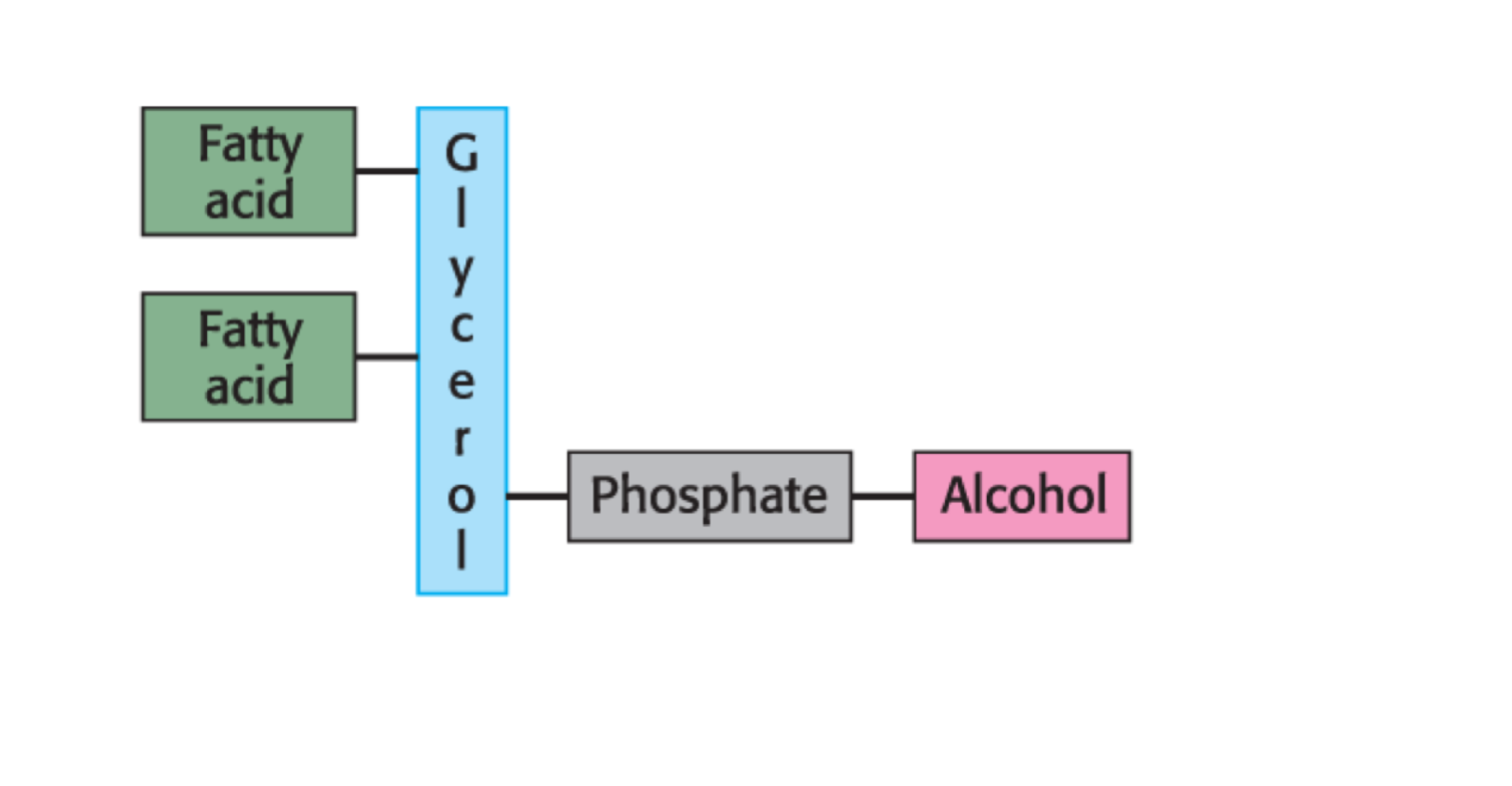 <p>A phospholipid is the unit of biological membranes </p><p>fatty acid (x2) —glycerol —phosphate - alcohol</p>