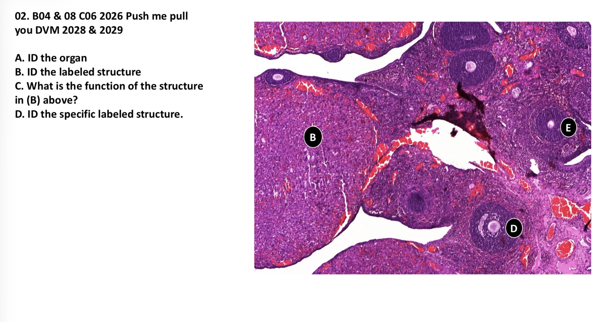 <p>A. Ovary </p><p>B. Corpus luteum</p><p>C. Produce progesterone</p><p>D. Secondary follicle </p><p>E. Multi-laminar primary follicle </p>