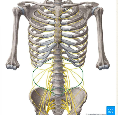 <ul><li><p>inferior to 12th rib</p></li><li><p>along posterior wall→ abdominal regions</p></li><li><p><span style="color: red;">Motor innervation</span>= abdominal muscles</p></li><li><p><span style="color: red;">Sensory innervation</span>= hip, lateral gluteal region, lower anterior abdominal wall</p></li></ul><p></p>