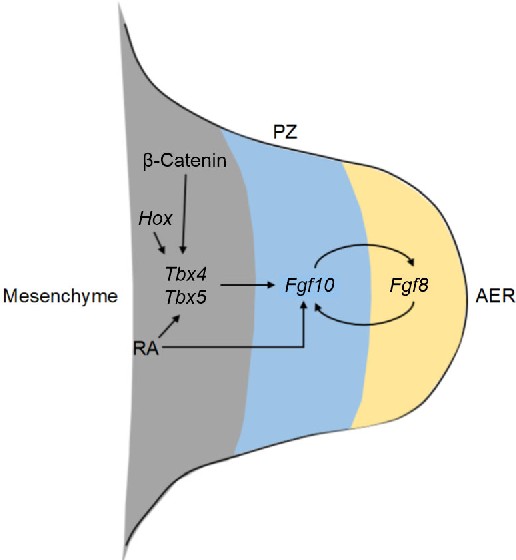<ol><li><p>induction of limb bud: high RA, no fgf8</p></li><li><p>outgrowth: fgf8 expression distally</p></li><li><p>cell specification: as fgf8 increases, RA decreases</p></li></ol><p></p>