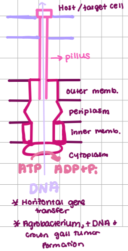 <p>DNA Transport/ Conjugation</p>