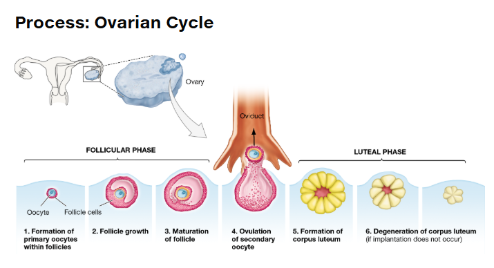 <p>What occurs during the follicular phase?</p>
