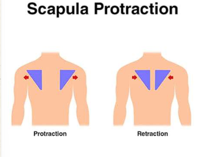 <ul><li><p>Protraction of scapula</p></li><li><p>Medial rotation of scapula</p></li><li><p>Downward movement of scapula</p></li></ul><p></p>