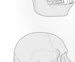 <p><span>A ridge of bone at the back of the skull for the attachment of neck muscles.</span></p>