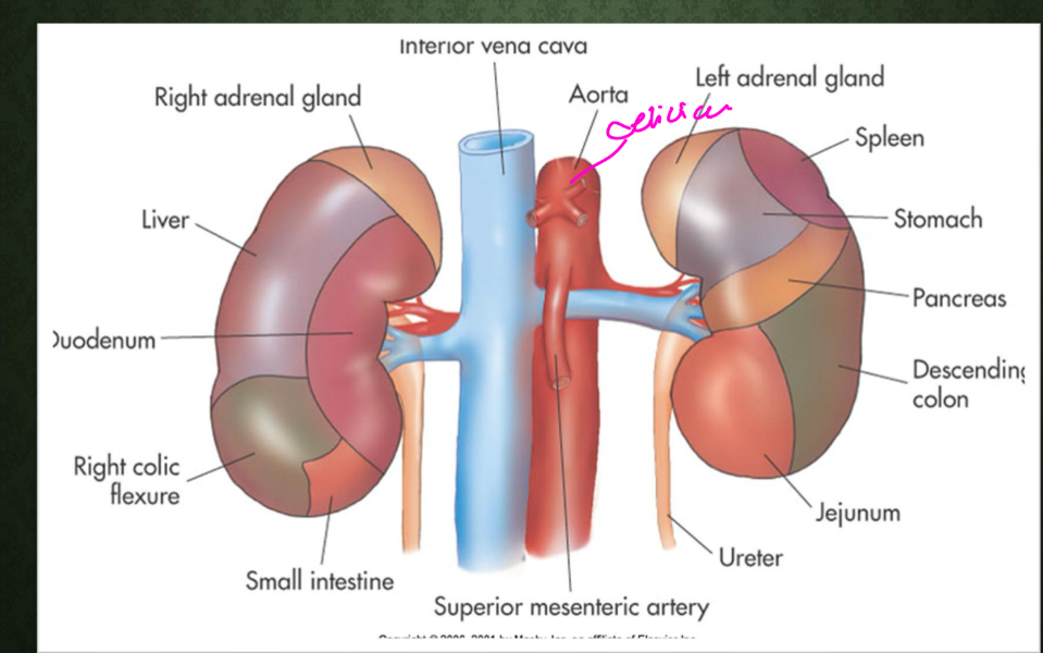 <p>What major vessel lies posterior to the right renal vein?<br>→ Right renal artery</p><p>The right renal artery passes posterior to what vessel?<br>→ IVC</p><p>What artery lies slightly above the renal arteries?<br>→ SMA</p>