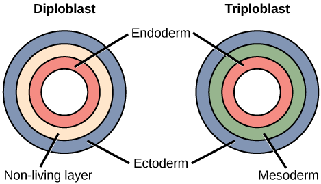 <p>diploblastic</p>