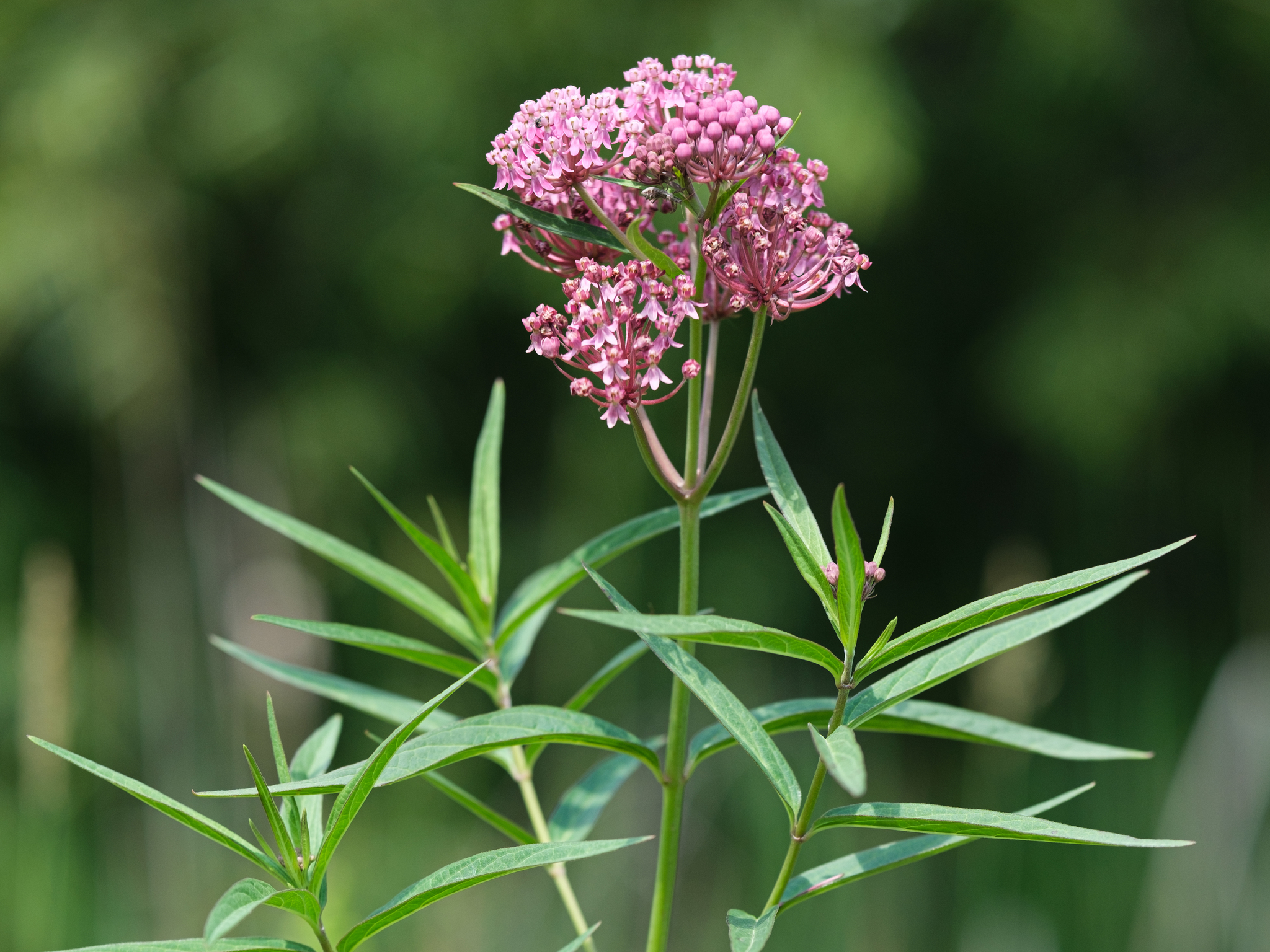 <p>Plant with untoothed, narrow, opposite leaves, white sap, and smooth fruits.</p>