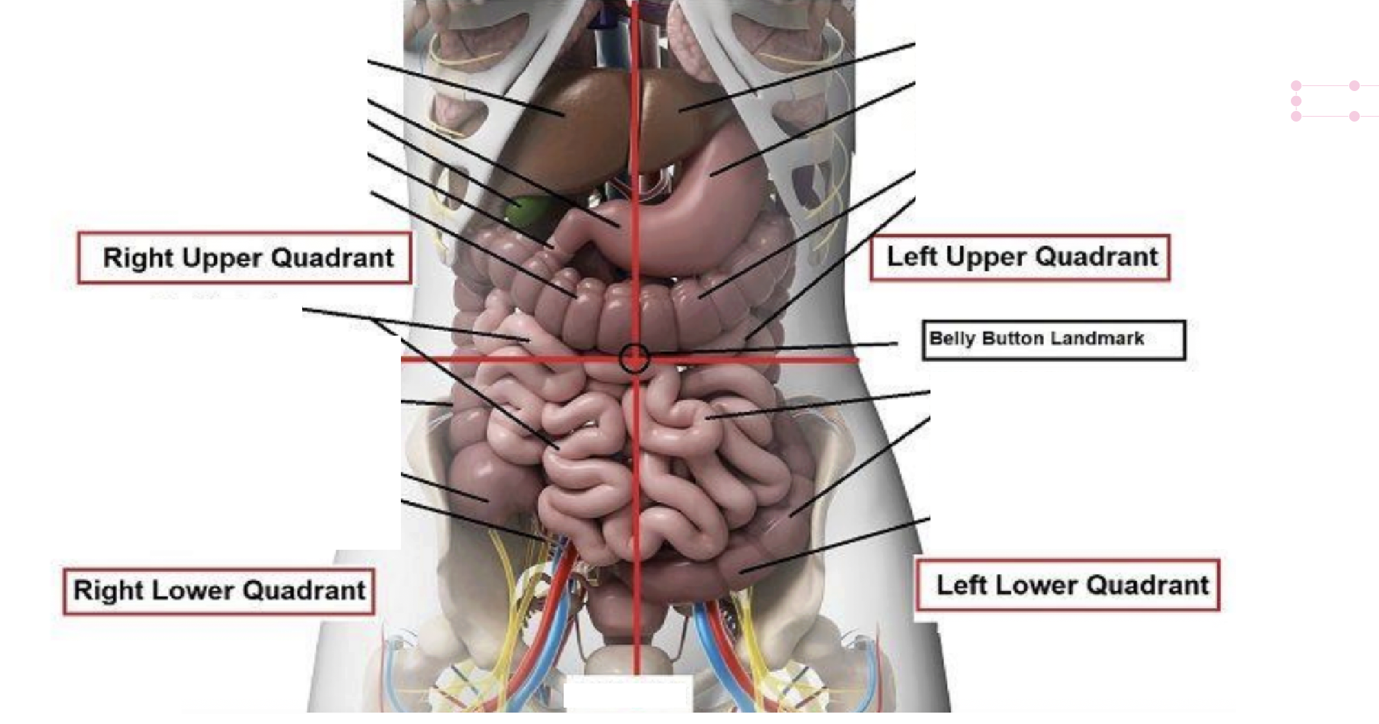 <p>Identify the contents of the regional and quadrant reference systems of the abdomen.</p>