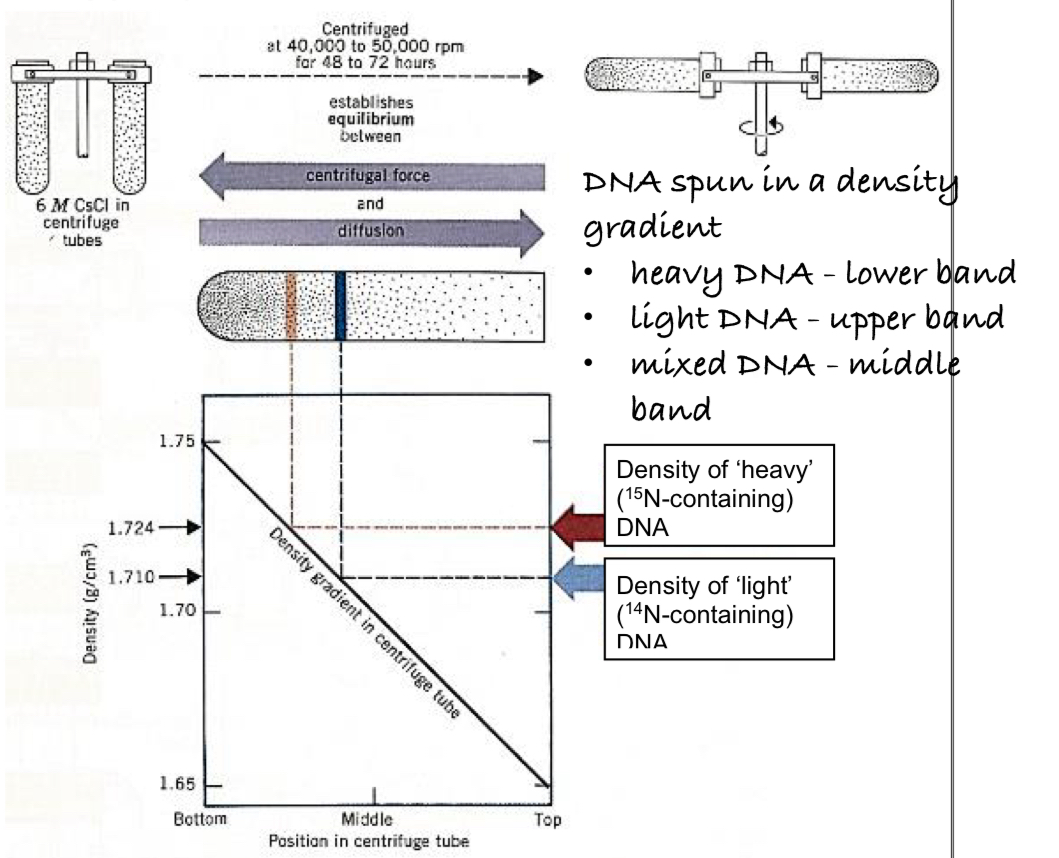 <ul><li><p>used isotopes of nitrogen 14N &amp; 15N </p></li></ul><ol><li><p>for many generations, cells of the bacterium (Escherichia coli) were grown on medium containing <strong><u>only</u> the heavy isotope of nitrogen 15N</strong> - 15N was incorporated into all the nitrogenous bases —> heavy DNA </p></li><li><p>bacteria were then transferred to medium containing <strong>only the light isotope of nitrogen </strong>14N and allowed to <strong>divide just once (1st generation of bacteria) </strong></p></li><li><p><strong>density-gradient centrifugatio</strong>n was performed on a DNA extract from the bacteria </p></li></ol><ul><li><p>DNA is separated on the<strong> basis of density </strong></p><ul><li><p>heavier 15N DNA molecules are denser than the 14N DNA molecules, hence <u>15N DNA molecules are spun further down in the centrifuge tube</u> where <u>CsCl were denser </u></p></li><li><p>lighter 14N DNA molecules were closer to the top where CsCl was less dense </p></li></ul></li></ul><p>density-gradient centrifugation: </p><ul><li><p>rapid rotations to separate particles </p></li><li><p>a CsCl density gradient with increasing density towards the bottom of the centrifugation tube is formed because of the equilibrium btw </p><ul><li><p><em>sedimentation</em> of the CsCl to the bottom of the spinning tube as a result of centrifugal forces </p></li><li><p>diffusion of CsCl towards the top of the tube </p></li></ul></li><li><p>DNA molecules move to the position where their density equals that of CsCl and floats at that position </p></li></ul><p></p><ol start="4"><li><p>these bacteria were allowed to undergo a <strong>second round of replication </strong>and<strong> binary fission</strong> (in the presence of 14N) producing the <strong>2nd generation </strong></p></li></ol><ul><li><p>DNA was again separated by density centrifugation </p></li></ul><p></p>