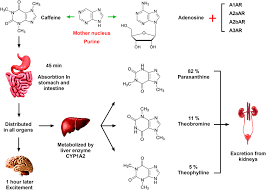 <ul><li><p>Mainly metabolised in the <strong>liver</strong></p></li><li><p>Requires <strong>NAD⁺</strong></p></li><li><p>Follows <strong>zero-order kinetics</strong></p></li><li><p>Main pathway:</p><ul><li><p>Ethanol → <strong>Acetaldehyde</strong> (ADH)</p></li><li><p>Acetaldehyde → <strong>Acetate</strong> (ALDH)</p></li><li><p>Acetate → <strong>Acetyl-CoA</strong></p></li></ul></li></ul><p><strong>Alternative pathways</strong></p><p><strong>MEOS (CYP2E1)</strong></p><ul><li><p>Induced by chronic alcohol use</p></li><li><p>Produces reactive oxygen species</p></li><li><p>Increases NAPQI formation from paracetamol</p></li></ul><ul><li><p><strong>Catalase pathway</strong></p><ul><li><p>Minor pathway (<5%)</p></li><li><p>Occurs in peroxisomes</p></li></ul></li></ul><p></p>