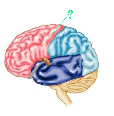 <p>Identify the indicated ridge of the brain</p>
