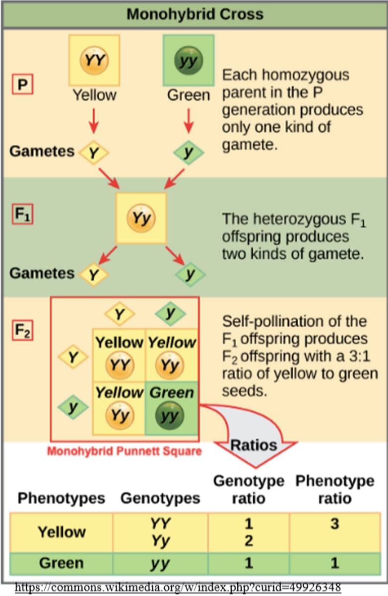 <p>homozygous; a single</p>