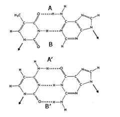 <p>B and B'</p>