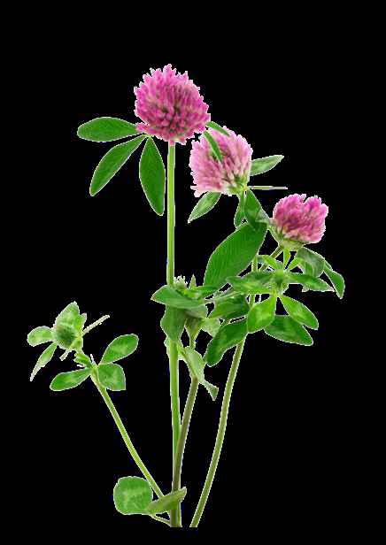 <p> Črna detelja-Trifolium pratense</p>