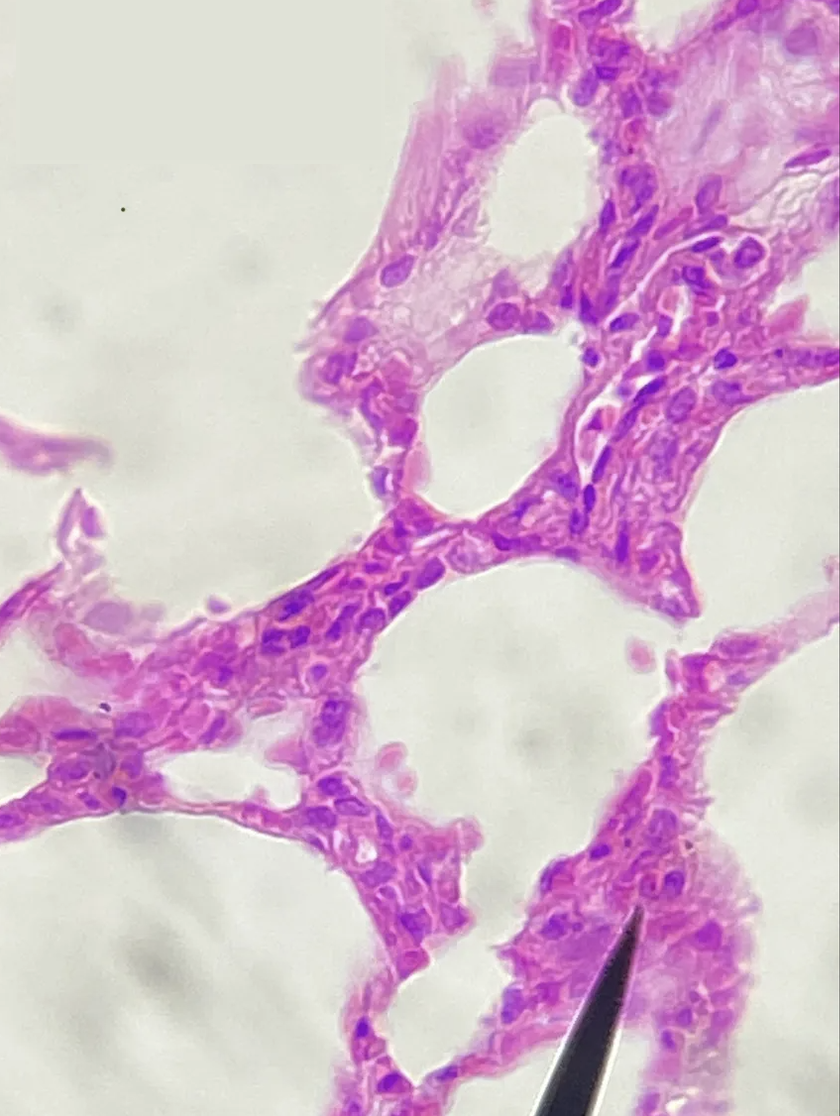<p>Identify organ, structure, &amp; tissue type</p>