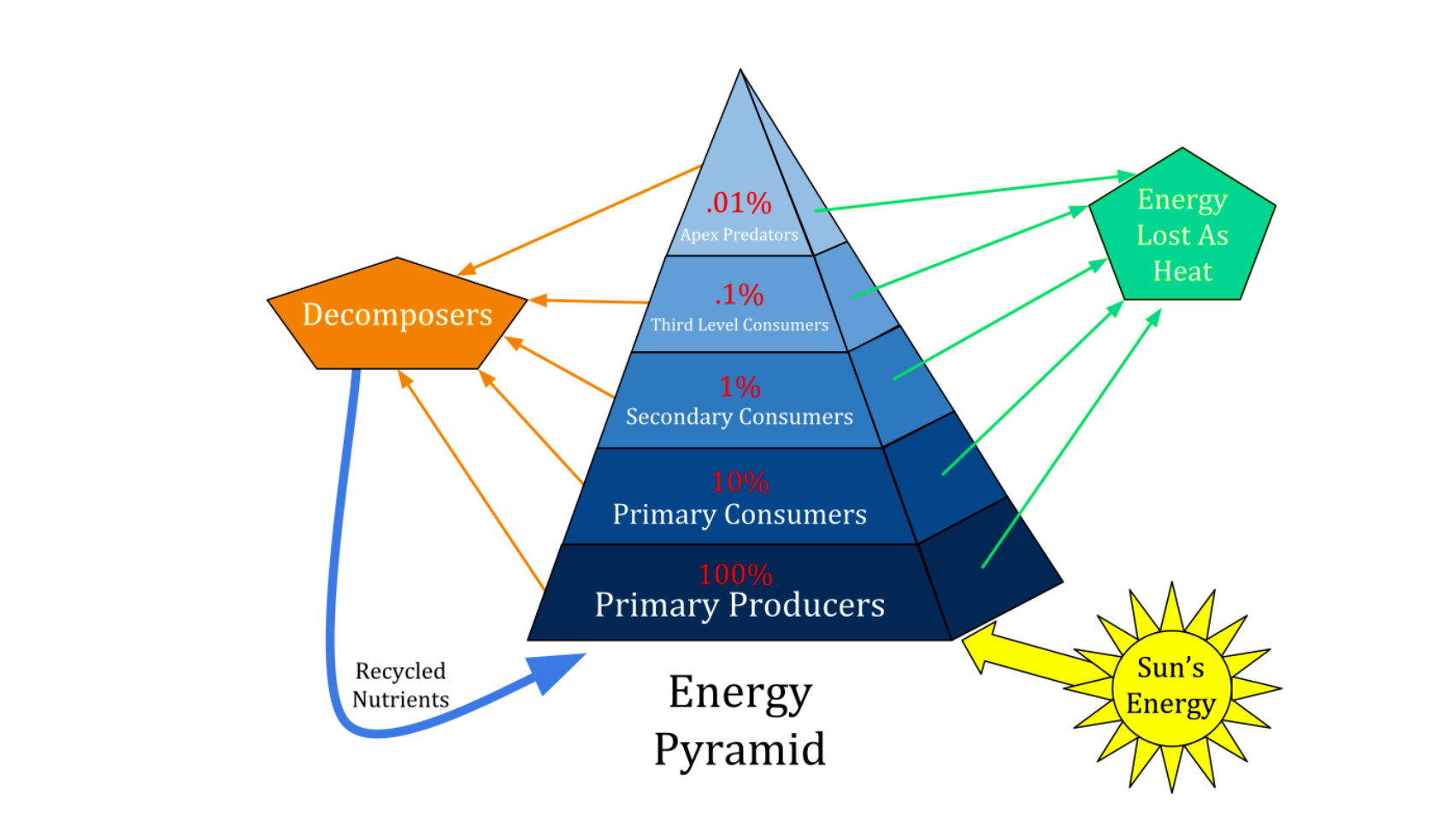 <p><span>What is the Energy pyramid</span></p>