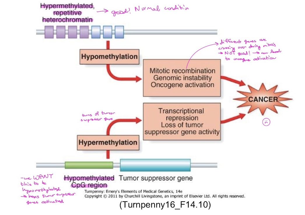 <p>Epigenetic alterations contribute to cancer development.</p><p><span style="font-family: Helvetica; line-height: normal; font-size: 14px;">•</span> Hypomethylation</p><ul><li><p>Genomic instability</p></li><li><p>Loss of imprinting (LOI)</p></li><li><p>Activation of oncogenes</p></li><li><p>Reactivation of transposons</p></li></ul><p><span style="font-family: Helvetica; line-height: normal; font-size: 14px;">•</span> Hypermethylation</p><ul><li><p>CpG islands may be aberrantly methylated in cancer cells leading to gene silencing (usually of a tumor suppressor gene).</p></li></ul><p></p>