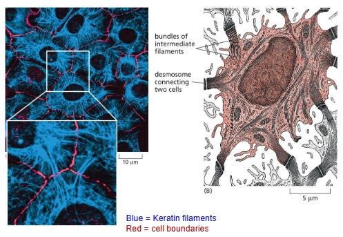 <p>The Intermediate Filaments in epithelial cells</p><p>They are anchored inside each cell at desmosomes (cell-cell junctions) and connect to neighboring cells.</p>