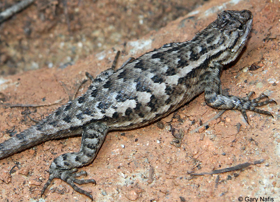 <p>Phrynosomatidae<br>Sceloporus occidentalis<br>Western Fence Lizard</p>